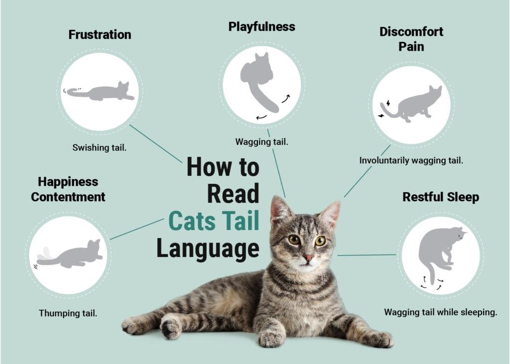 Hepper_How to Read Cats Tail Language_Infographic_v1_May 31 2023 (1)