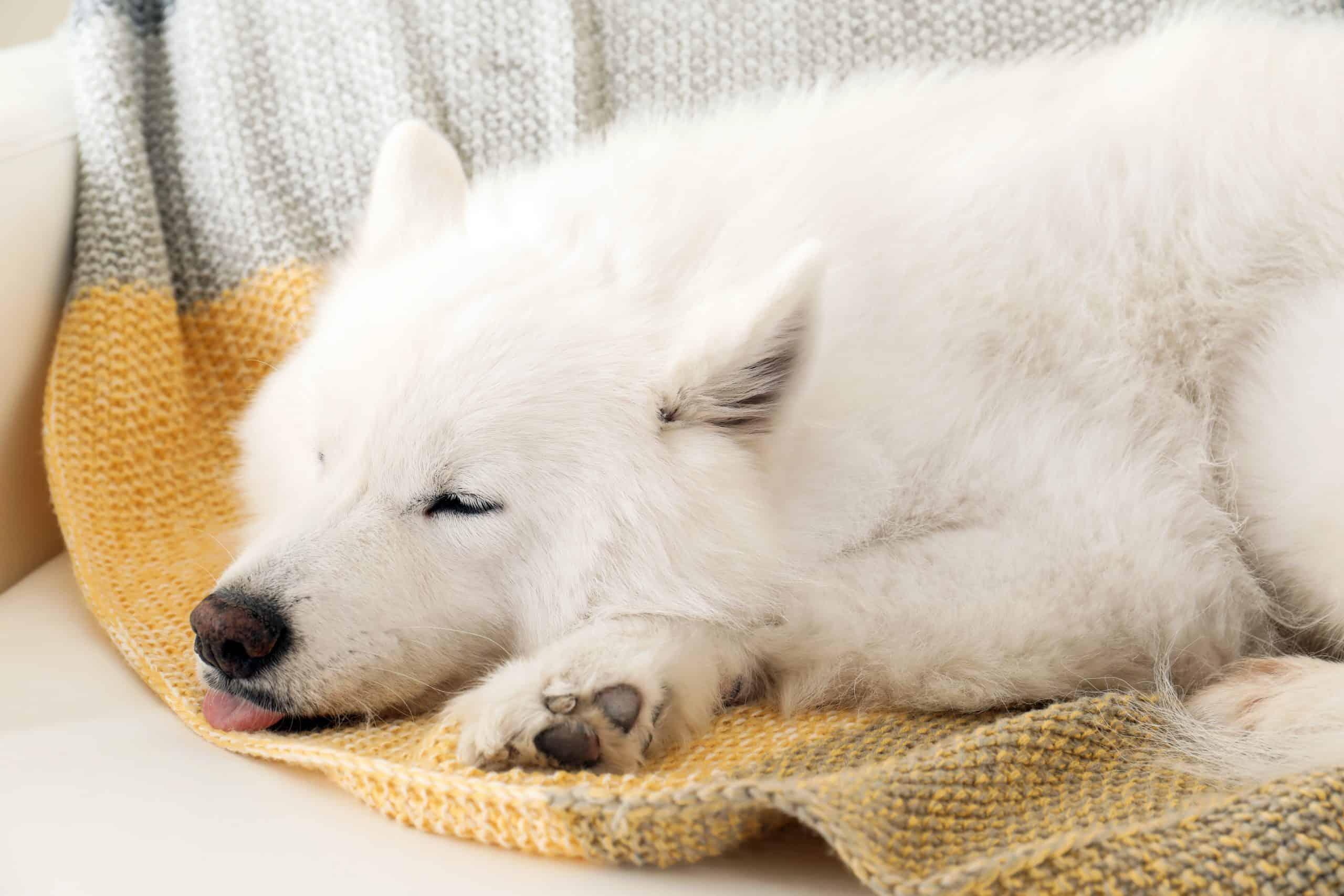 Why Does My Dog Knead And Bite Blanket?
