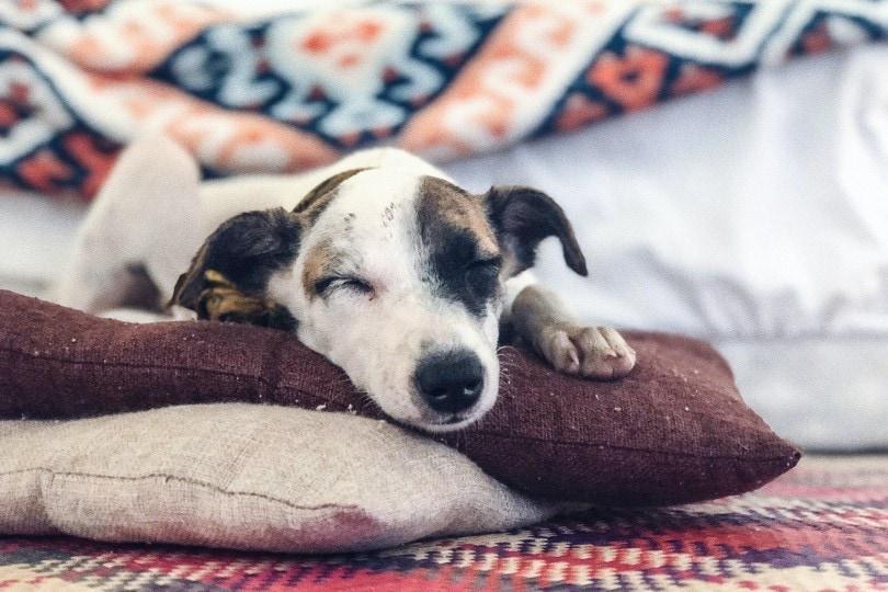 dog sleeping on pillows