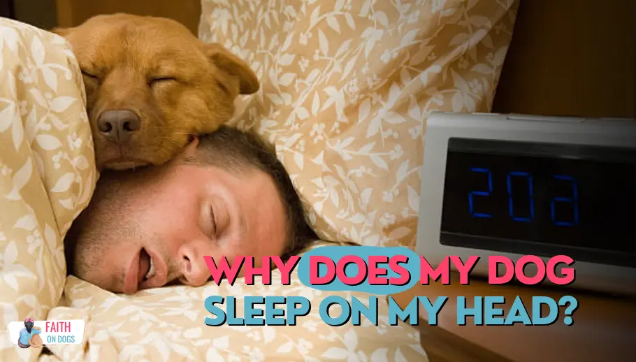Why Does My Dog Sleep On My Head