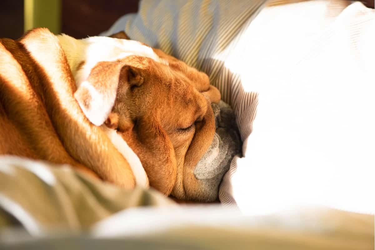 English Bulldog Sleeping In Owners Bed