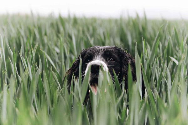 Dog in the grass - Why is My Dog Walking Sideways