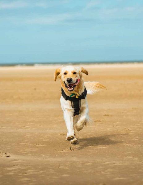 Dog on the beach running