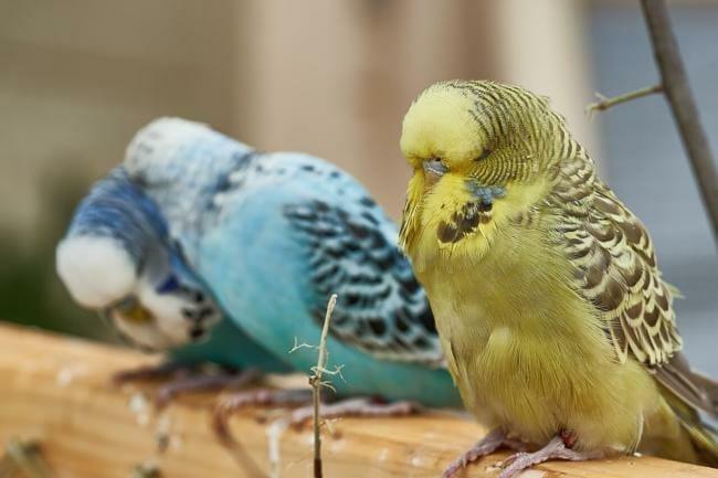 Budgie that puffs up its feathers