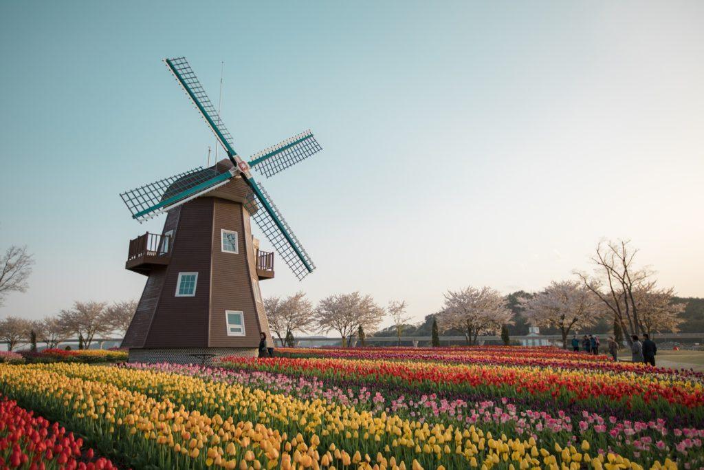 Windmill overlooking a field of tulips