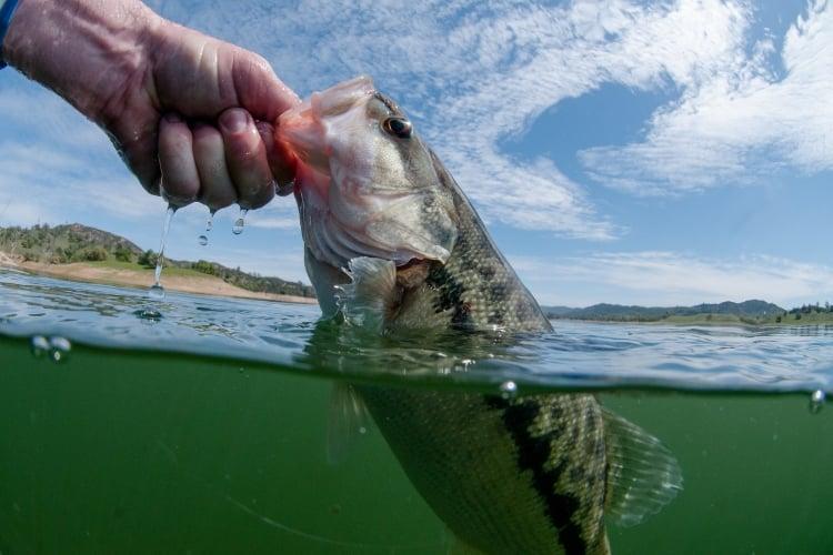 Why is Bass Fishing so Popular - Catch and Release