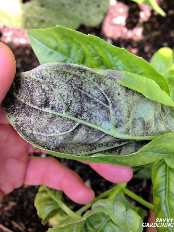 downy mildew on basil