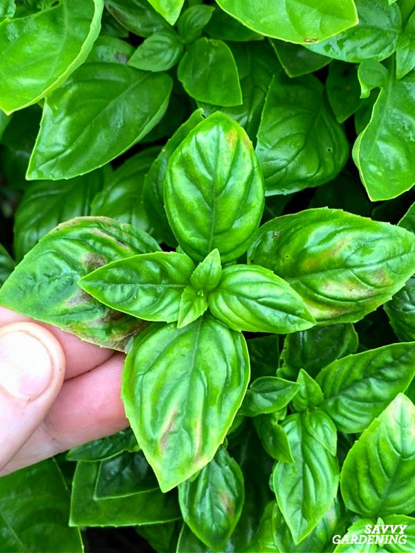 yellow basil leaves