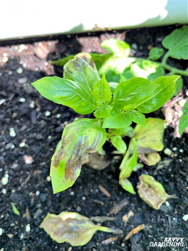 brown basil plant