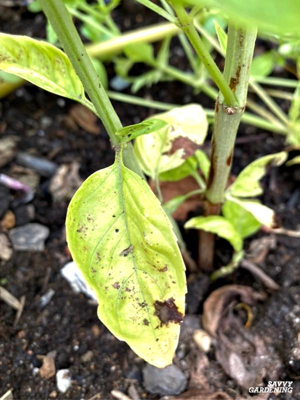 black spots on leaves