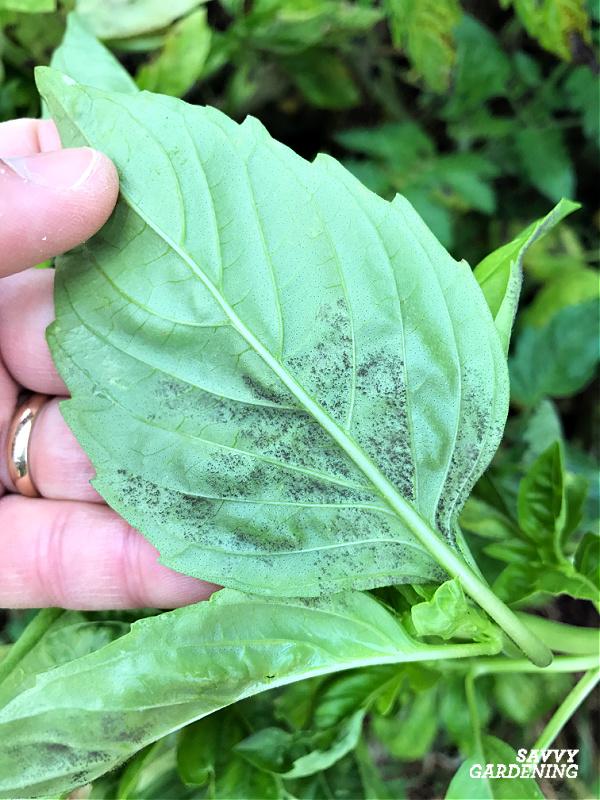 downy mildew