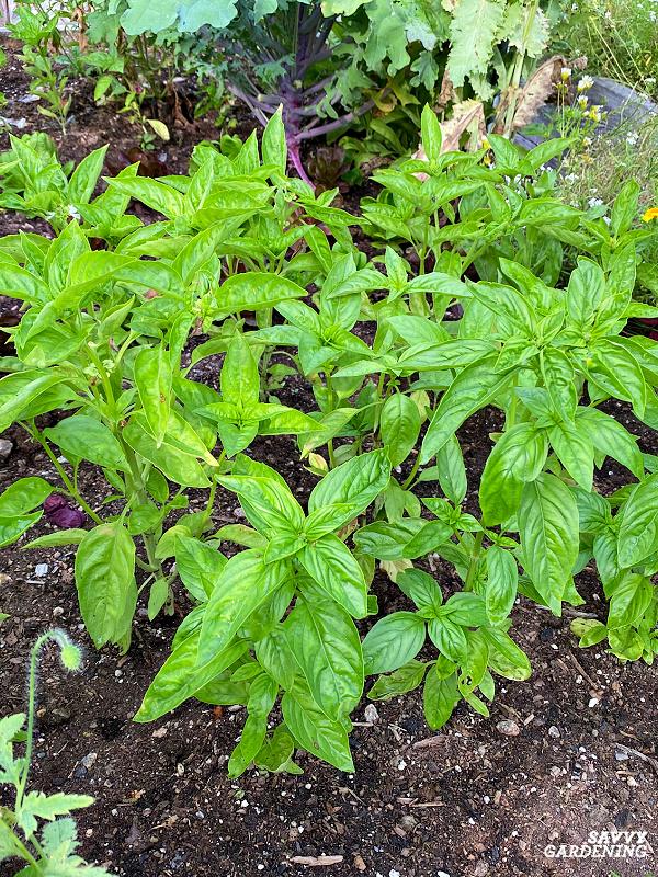 herb garden