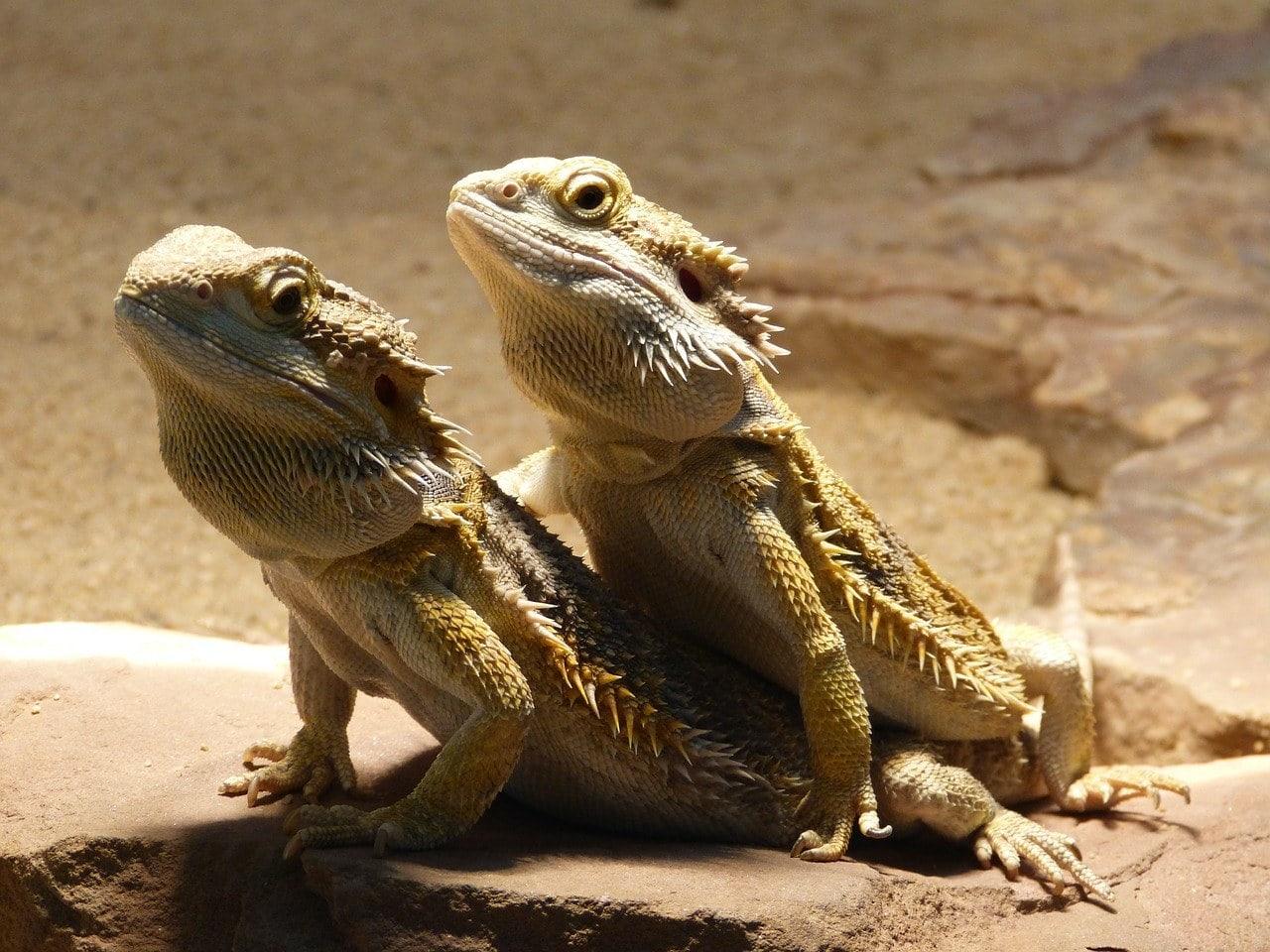 two bearded dragons
