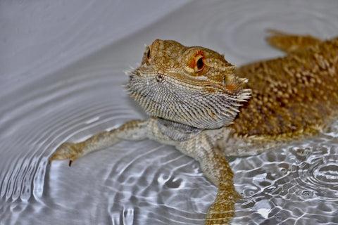 Bearded dragon taking a bath