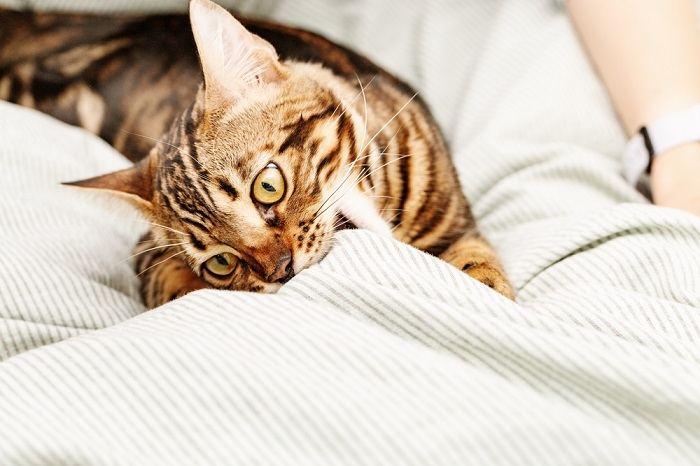 What To Do If Your Cat Chews On Everything
