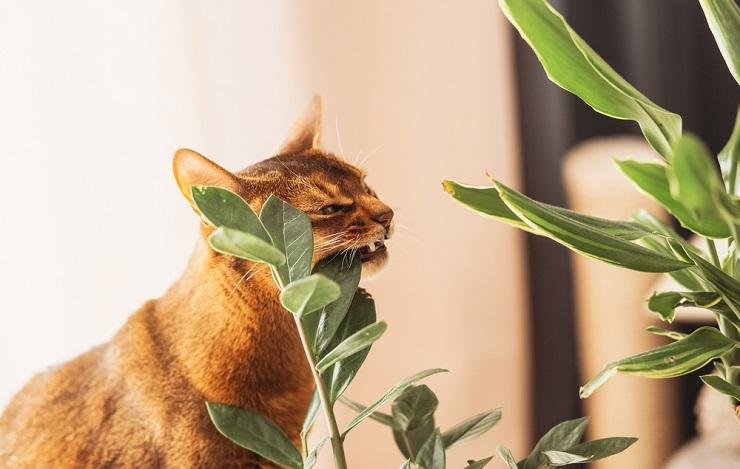 What To Do If Your Cat Chews On Everything