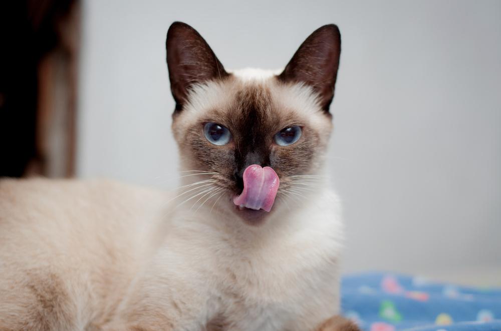 Siamese cat licking mouth