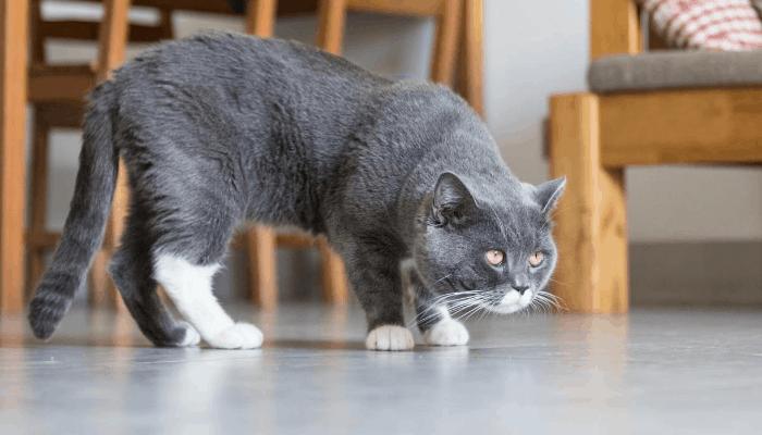 Why Is My Cat Licking the Floor