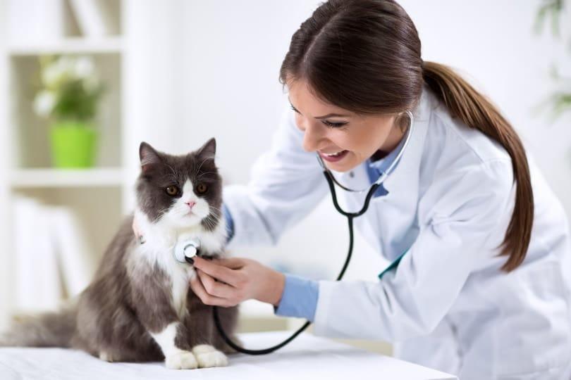 cat and vet._didesign021_Shutterstock