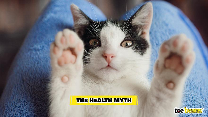 A Healthy Cat Image by Toe Beans