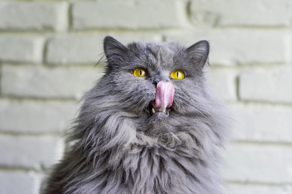 Cat Licking Their Nose Image by Toe Beans