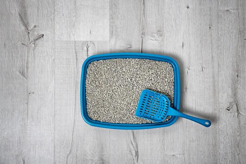 Litter tray and scoop for cat on floor