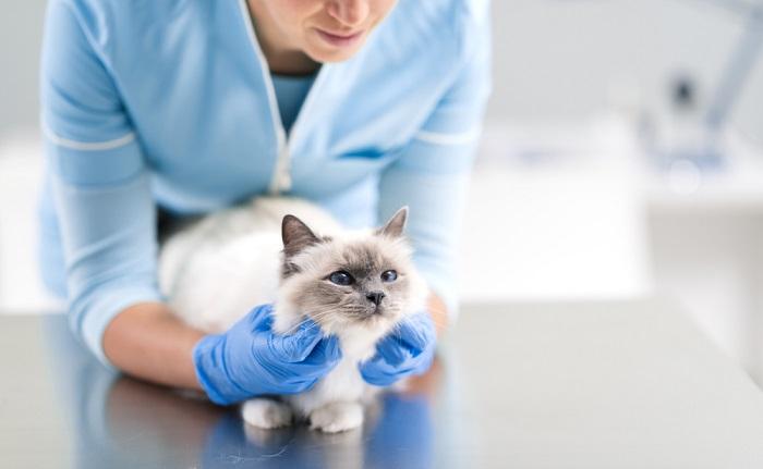 Cat Pulling Hair Out: Causes & Treatment