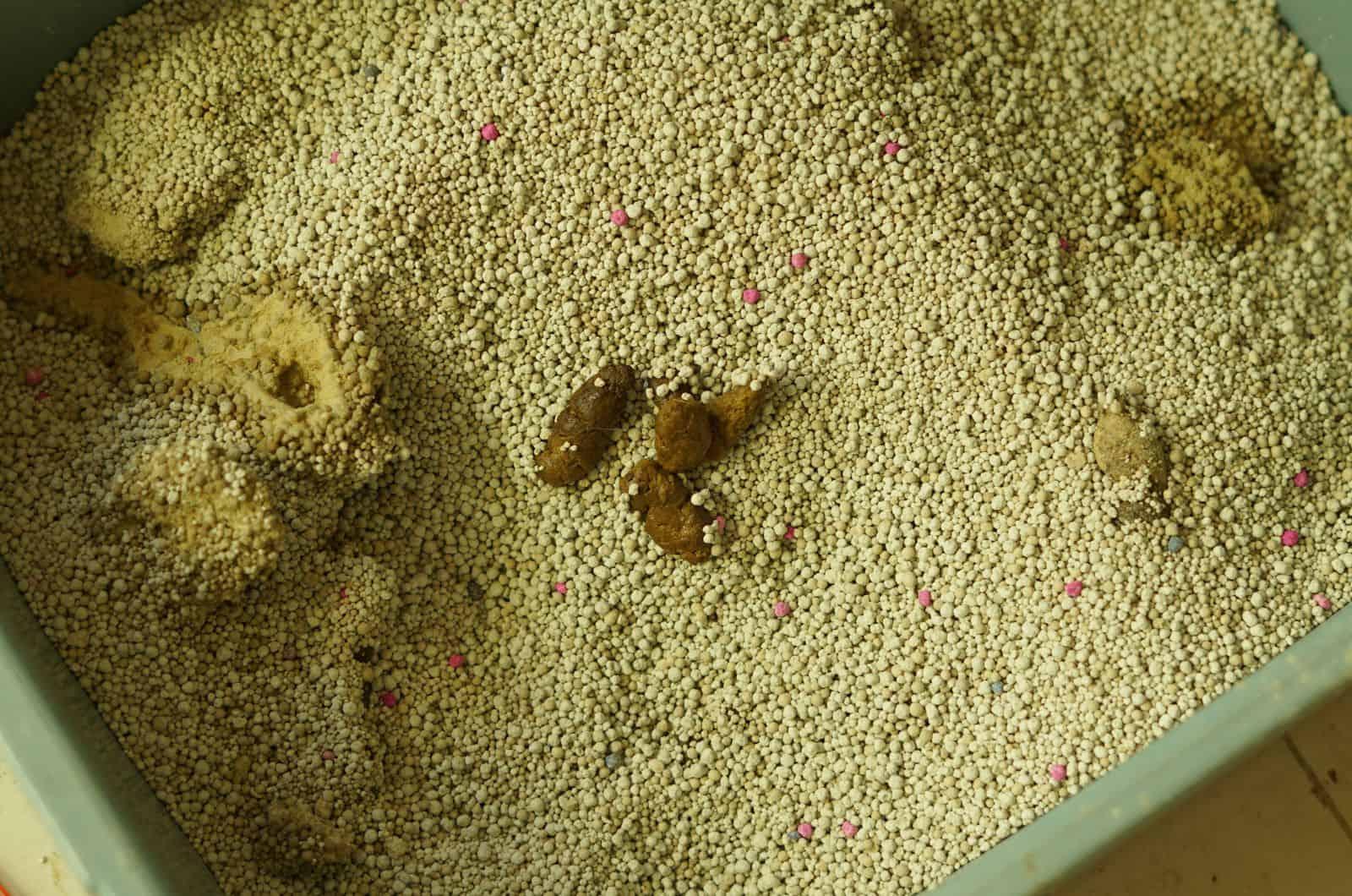 cat poop in a sand