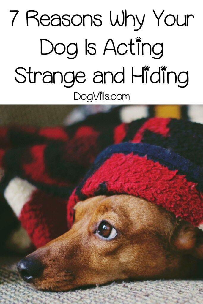 Have you noticed that your dog is acting strange and hiding? Worried about this sudden odd behavior? Find out what could be the cause.