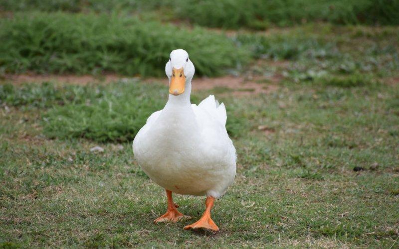 Duck_is_Limping