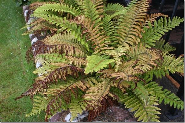 tassel fern with sunburn