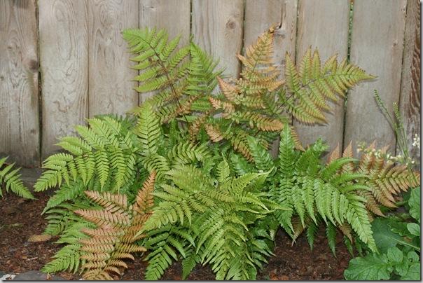 Dryopteris erythrosora (2)