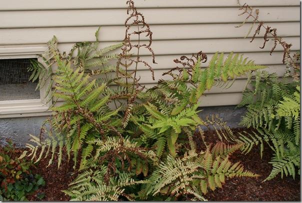 brown leaves on autumn fern dryopteris erythrosora