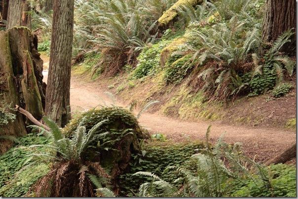 Native Sword Fern in redwood forest