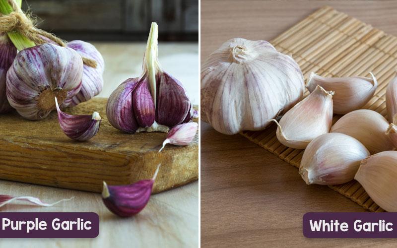 Purple vs. White Garlic