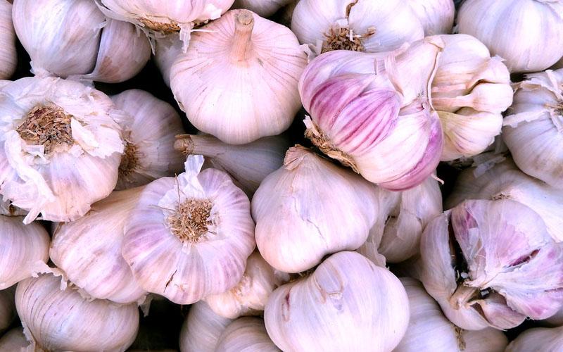 Italian Purple Garlic Is The Best Type