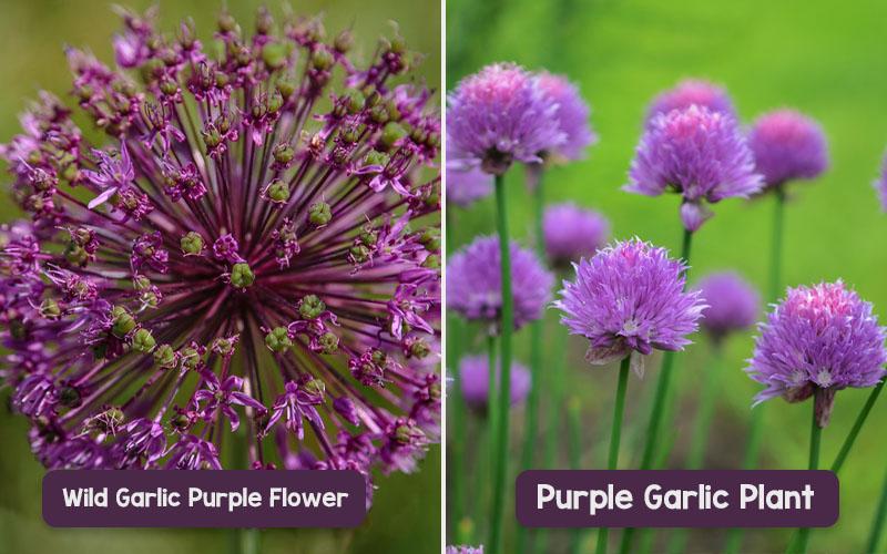 Purple Garlic Plant & Wild Garlic Purple Flower Looks Elegant