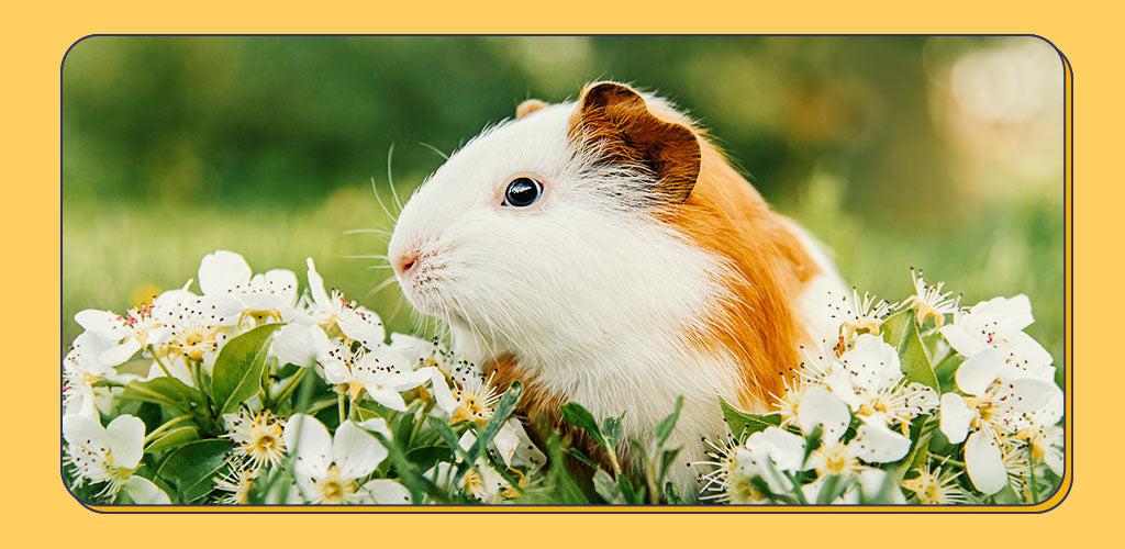 Relaxed guinea pig in a field