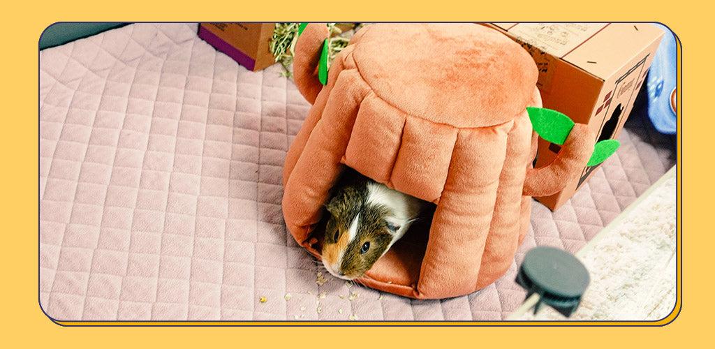 Super cute guinea pig inside Tree Stump Hidey
