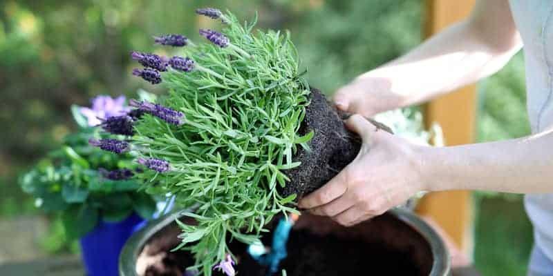 lavender plants being transplanted