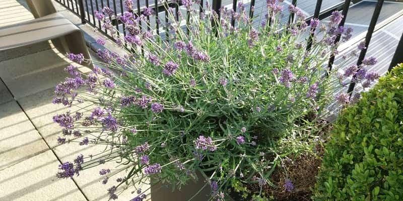 Lavender in bloom in the sunshine with black railings in background