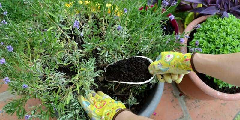 Woman adding fertilizing soil in a pot with lush lavender