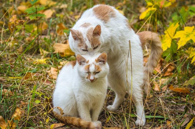 Two cats playing, showing dominance in the grass