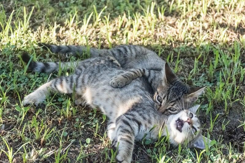 one litter box two cats