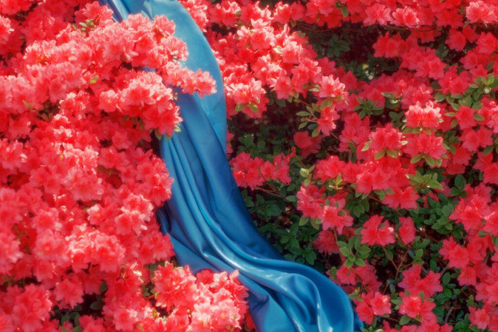 A long blue fabric trailing through a bush of pink flowers.through