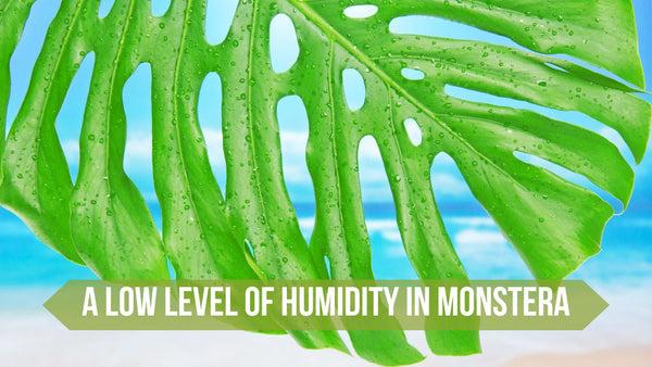 A Low Level of Humidity in Monstera