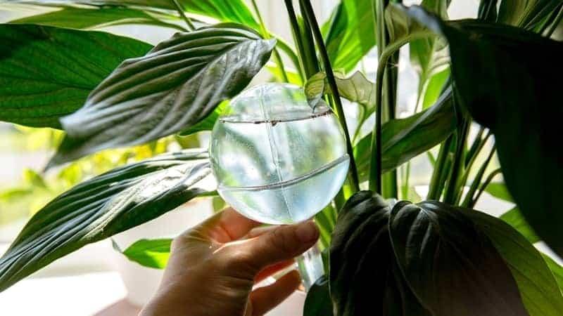 watering peace lily with a self watering globe