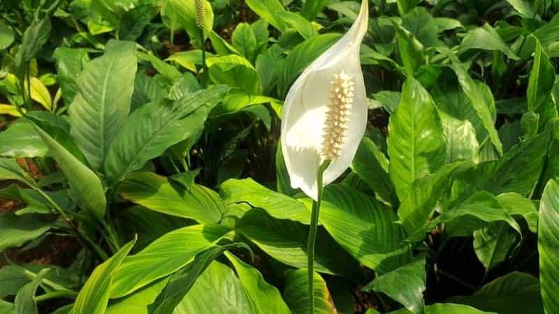 peace lily flowers begin to grow white blooms