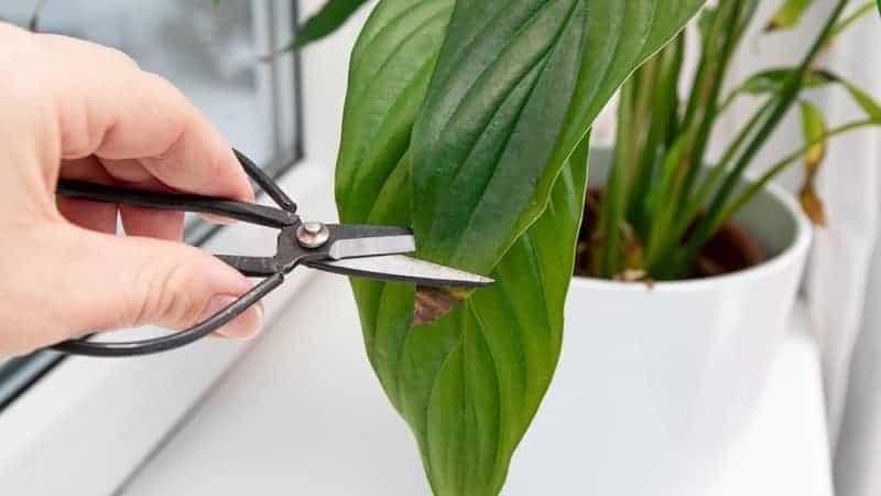 Person cut away houseplant Spathiphyllum commonly known as spath or peace lilies brown dead leaf tips.
