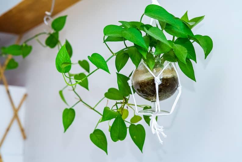 hanging pothos plant inside a home